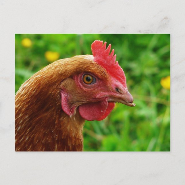 Cartão Postal Rhode Island Red Hen (Frente)