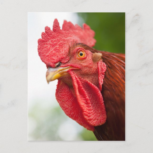 Cartão Postal Rhode Island Red Rooster (Frente)