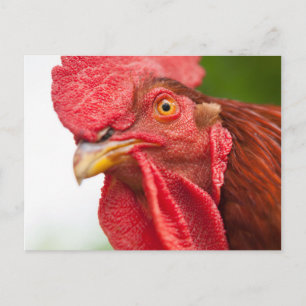 Cartão Postal Rhode Island Red Rooster