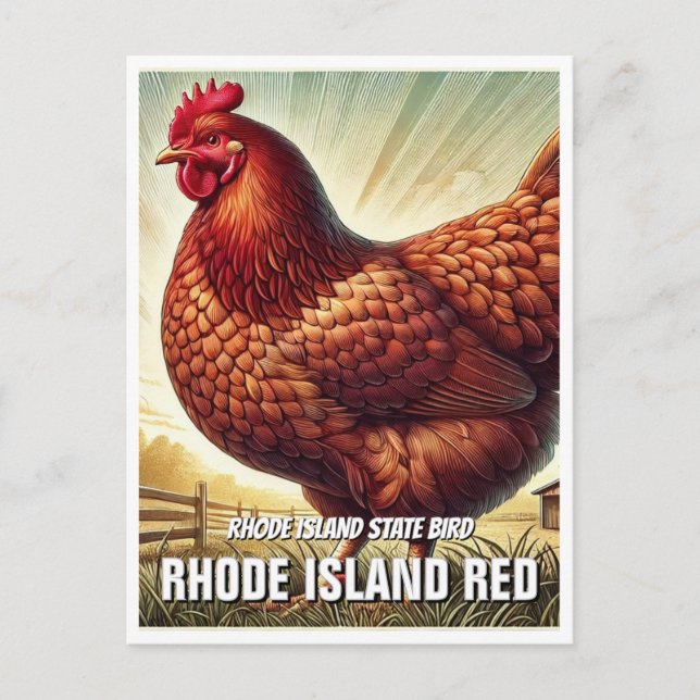 Cartão Postal Rhode Island State Bird Rhode Island Red (Frente)
