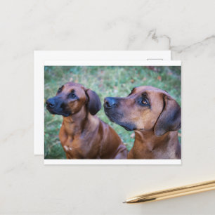 Cartão Postal rhodesian-ridgeback-group
