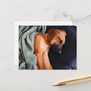Cartão Postal rhodesian-ridgeback-snuggy