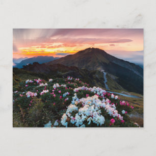 Cartão Postal Rhododendron Blooming Parque Nacional Taroko