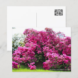 Cartão Postal Rhododendron Hirado Azarea