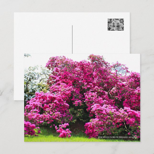 Cartão Postal Rhododendron Hirado Azarea (Frente/Verso)