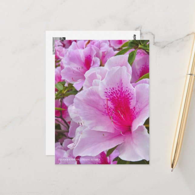 Cartão Postal Rhododendron Hirado Azarea (Frente/Verso In Situ)