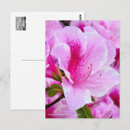 Cartão Postal Rhododendron Hirado Azarea
