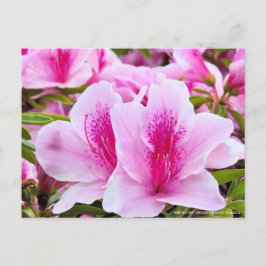 Cartão Postal Rhododendron Hirado Azarea