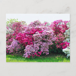 Cartão Postal Rhododendron: Hirado-Tsutsuji [Cartão-postal]