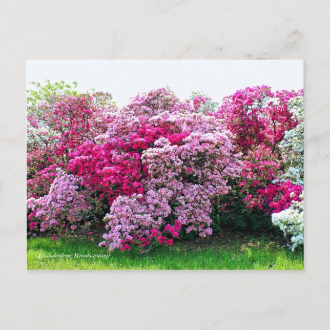Cartão Postal Rhododendron: Hirado-Tsutsuji [Cartão-postal] (Frente)