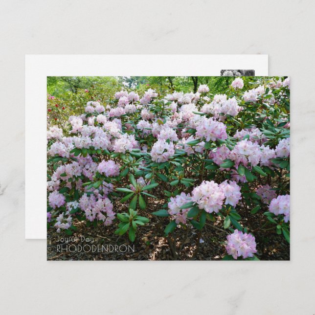 Cartão Postal Rhododendron "Joyful Day" (Frente/Verso)