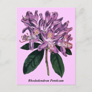 Cartão Postal Rhododendron Ponticum