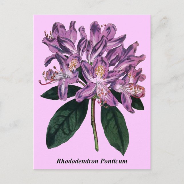 Cartão Postal Rhododendron Ponticum (Frente)