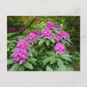 Cartão Postal Rhododendron Ponticum