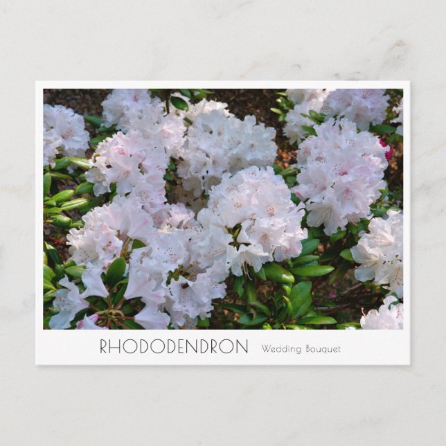 Cartão Postal Rhododendron "Wedding Bouquet" (Frente)