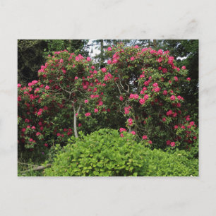 Cartão Postal Rhododendrons