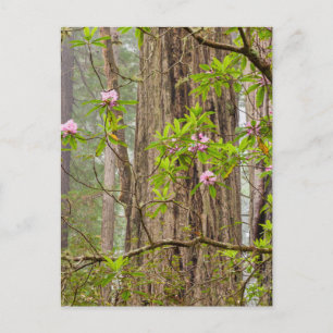 Cartão Postal Rhododendrons em Flor Parque Estadual Redwoods,