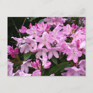 Cartão Postal Rhododendrons II
