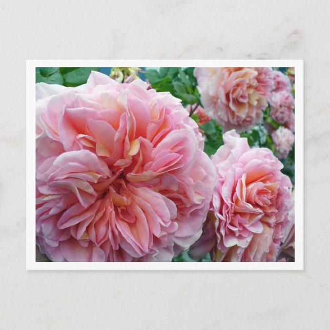 Cartão postal Rhododendrum (Frente)