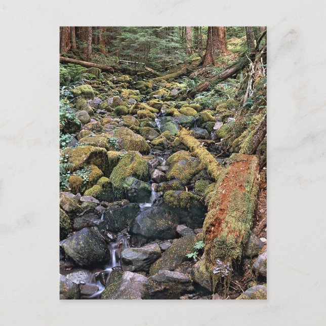 Cartão Postal Riacho comum de rocha do Minnesota da Floresta (Frente)