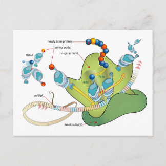 Cartão Postal Ribosome mRNA tRNA molecules proteins Diagram 