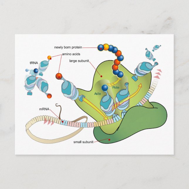 Cartão Postal Ribosome mRNA tRNA molecules proteins Diagram  (Frente)
