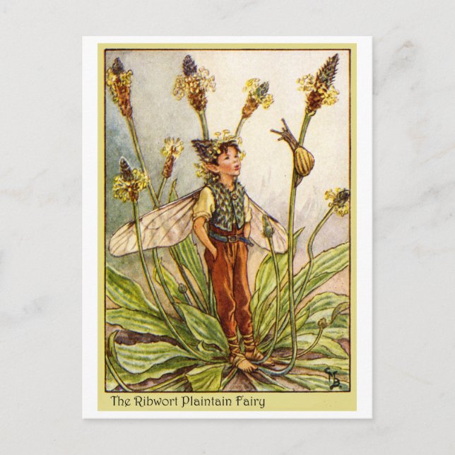 Cartão Postal Ribwort Plaintain Fairy (Frente)