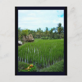 Cartão Postal Rice Paddy, Ubud Bali, Indonésia