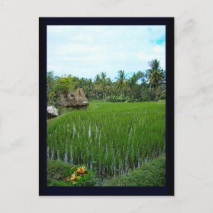 Cartão Postal Rice Paddy, Ubud Bali, Indonésia