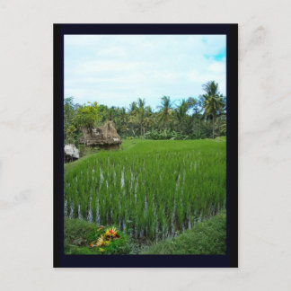 Cartão Postal Rice Paddy, Ubud Bali, Indonésia