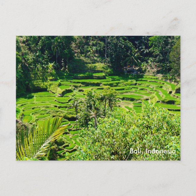 Cartão Postal Rice Terraces de Bali, Indonésia (Frente)