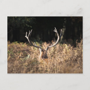 Cartão Postal Richmond Park Stag, Londres