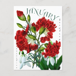 Cartão Postal Rico de Neve das Flores do Mês de Janeiro