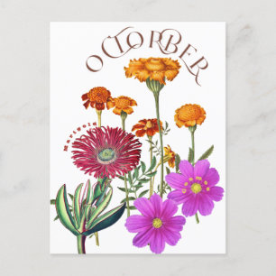 Cartão Postal Rico Marigold Cosmos, Flores do Mês de outubro