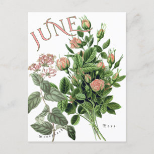 Cartão Postal Rico Rosa de Honeysuckle do mês de junho