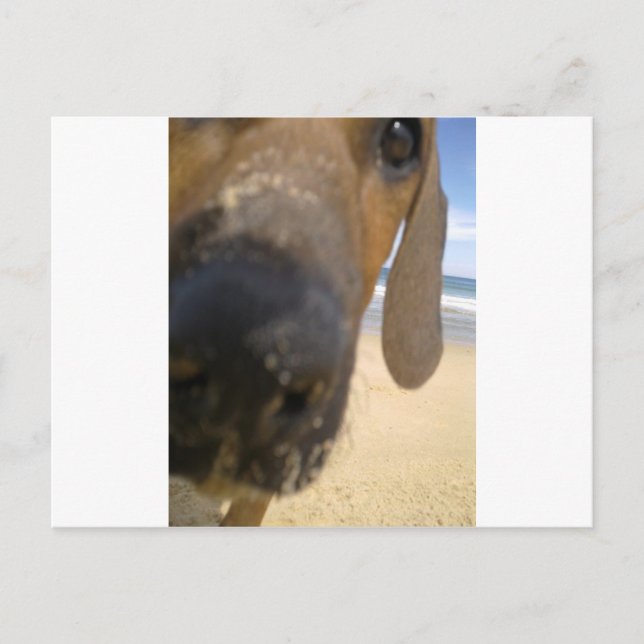 Cartão Postal Ridgeback Rhodesian (Frente)