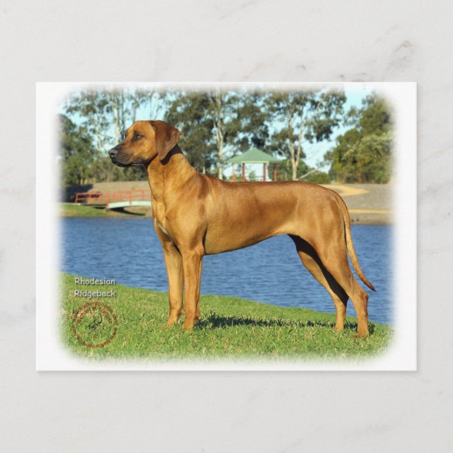 Cartão Postal Ridgeback rodesiano (Frente)