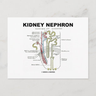 Cartão Postal Rim Nephron