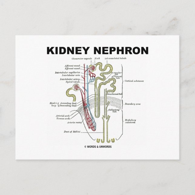 Cartão Postal Rim Nephron (Frente)
