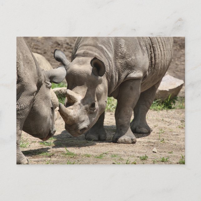 Cartão Postal Rinâmica Duo (Frente)