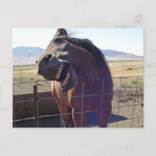 Cartão Postal Rindo de Cavalo