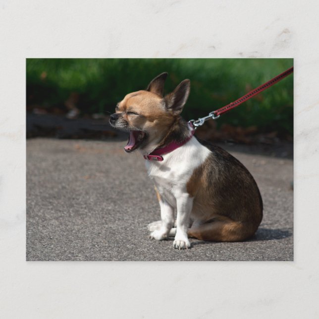 Cartão Postal Rindo de Chihuahua (Frente)