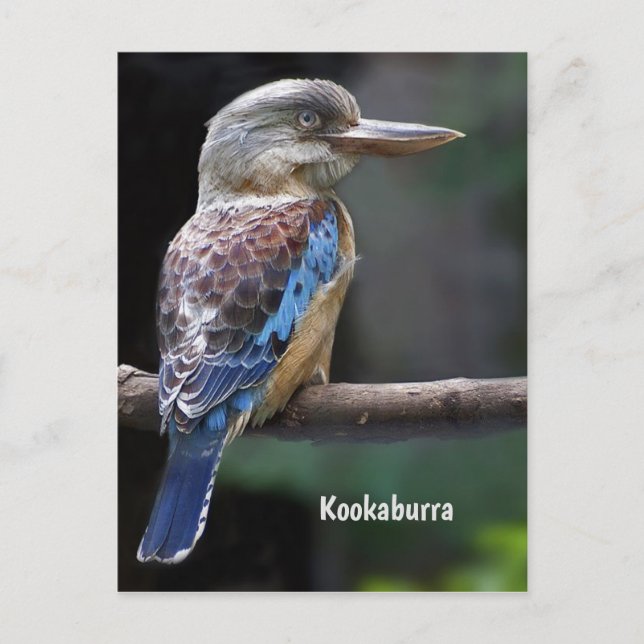 Cartão Postal Rindo de Kookaburra Bird (Frente)