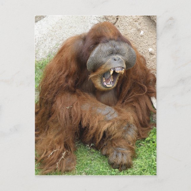 Cartão Postal Rindo de Orangutan (Frente)