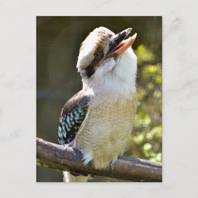 Cartão Postal Rindo Kookaburra empoleirado no galho (Frente)