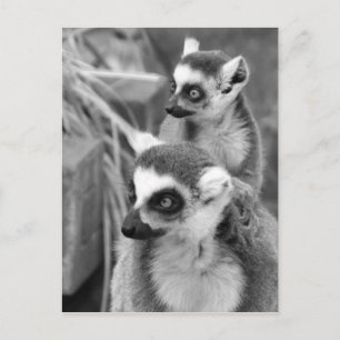 Cartão Postal Ring-tailed lemur with baby black and white