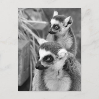 Cartão Postal Ring-tailed lemur with baby black and white