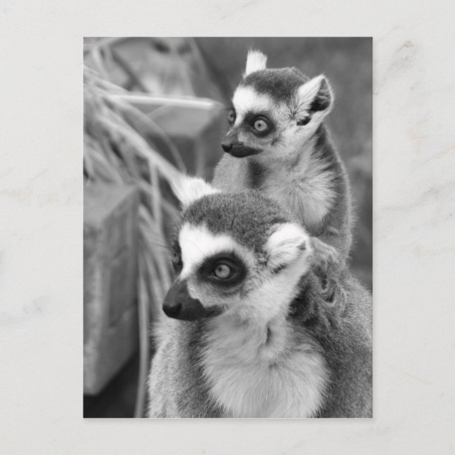 Cartão Postal Ring-tailed lemur with baby black and white (Frente)