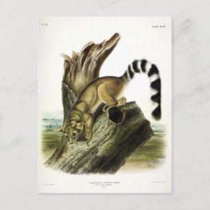 Cartão Postal Ringtail (Bassaris de Anel, Gato de Anel)