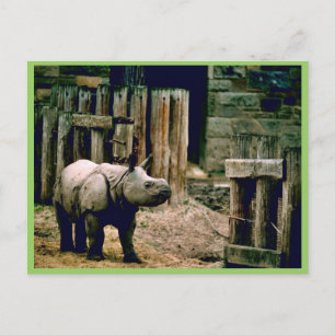 Cartão Postal Rino indiano